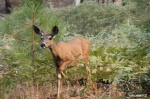 Mariposa Grove