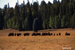 Bisontes
Bisontes, Gran, Cañón, Arizona, entrada, alrededores, cara, norte