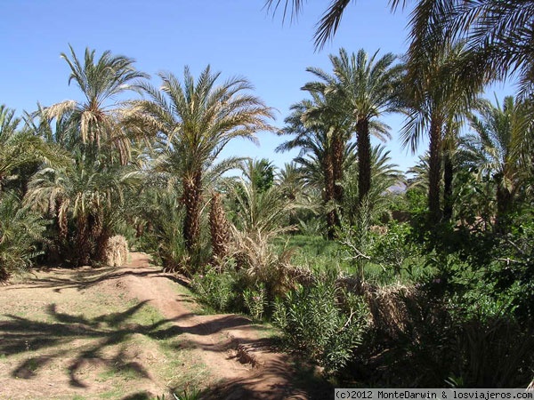 Valle del Draa.
Palmerales del Valle del Draa, sur de Marruecos.
