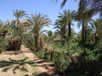 Valle del Draa.
Marruecos Sahara palmerales Draa