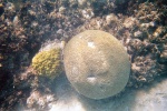 Corales caribeños