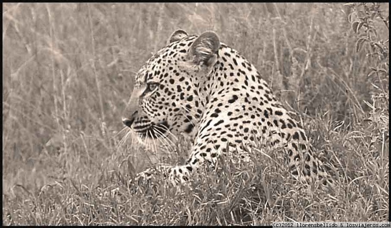 Viajar a  Tanzania: Guias En Español Tanzania - El Leopardo. (Guias En Español Tanzania)