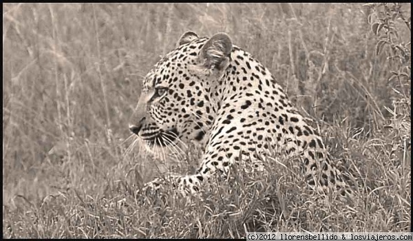 El Leopardo.
Fotografia realizada en el Parque Nacional de Serengeti (Tanzania).
