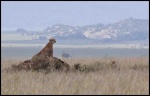El Guepardo.
Serengeti Tanzania Guepardo Cheetah
