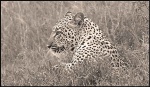 El Leopardo.
Leopardo Tanzania Safari Leopard Serengeti
