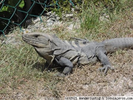 IGUANA
Las iguanas están por todas partes en el Yucatán. Son reptiles (saurópsidos) hervíboros y ovíparos, inofensivos para los humanos, aunque algunas (las 