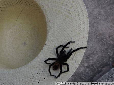 SIMPÁTICO ANIMALITO
Desconozco el nombre de tan sorprendente arácnido, pero queda claro el buen tamaño del mismo (¡si fueran nécoras!) y sus patitas sin depilar.
