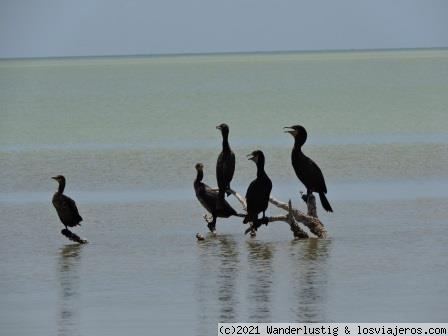 CORMORANES EN CELESTUN
Los flamencos estaban lejos, pero los cormoranes no tanto.
