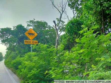 PELIGRO: JAGUARES
¿Será verdad? Esta señal está en la carretera de Celestún a Mérida.
