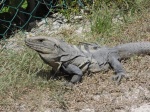 IGUANA