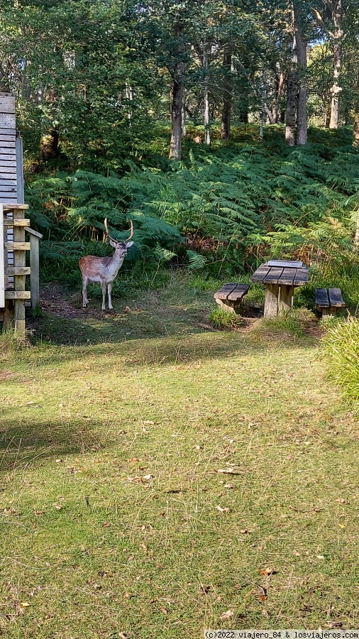 Día 2: Parque Nacional del Lago Lomond y los Trossachs. Parte 2. - 11 días por Escocia (3)