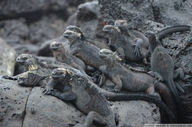 Forum of Santa Elena: Iguana marina de galápagos