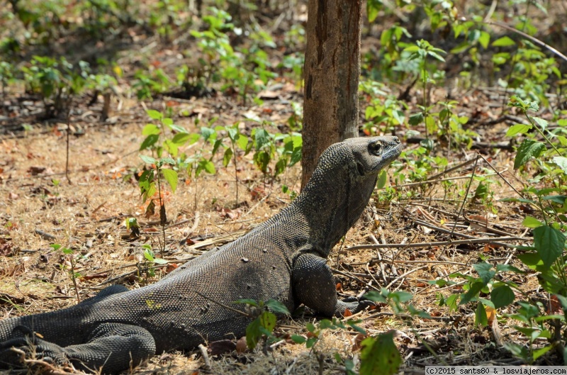 Rinca y Komodo NP (Flores- Indonesia): Guías, Excursiones... - Forum Southeast Asia