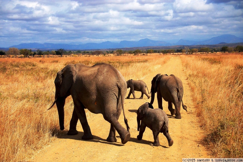Foro de Ascension Kilimanjaro en África del Este: Elefantes en Mikumi
