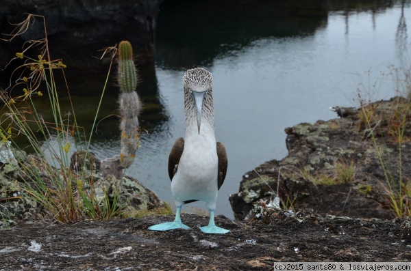 Piquero de patas azules, Islas Galápagos
Aquí tenemos al 