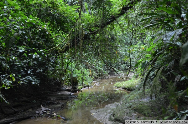 Amazonía en Ecuador
Visitar estas selvas es una experiencia brutal
