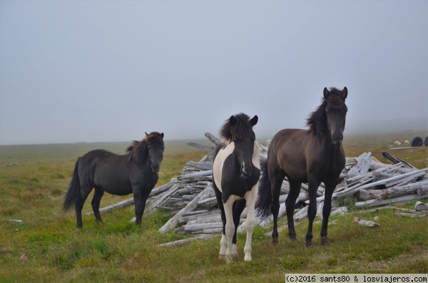 Caballos en Islandia
¡Creo que los caballos islandeses son los más fotogénicos de este mundo!
