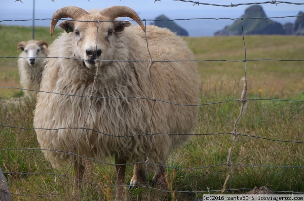 Ovejas islandesas
¡Las ovejas de Islandia son suuuper divertidas e icónicas!
