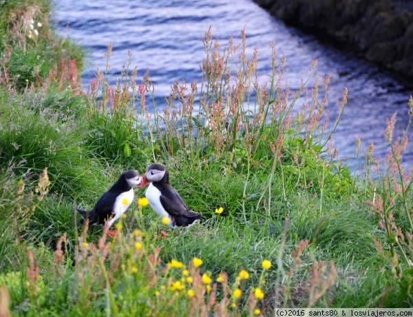 Pareja de frailecillos en Seyðisfjörður
Durante una época del año se puede ver a este simpático pajarito sobrevolando los acantilados islandeses. Como tantas otras cosas en la isla, tendrán que repensar como compaginan un turismo cada vez más masivo y una naturaleza frágil.
