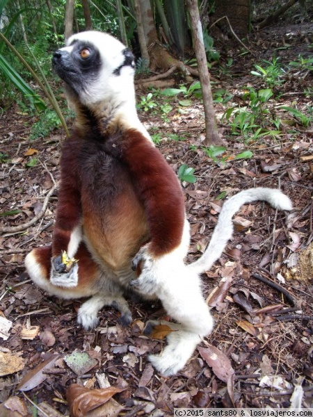 Sifaca de Coquerel
Este sifaca, como el resto de la familia de lemures es endémico de Madagascar y se encuentra amenzado por la pérdida de hábitat y la intervención del ser humano. Es, posiblemente, uno de los bichos más 