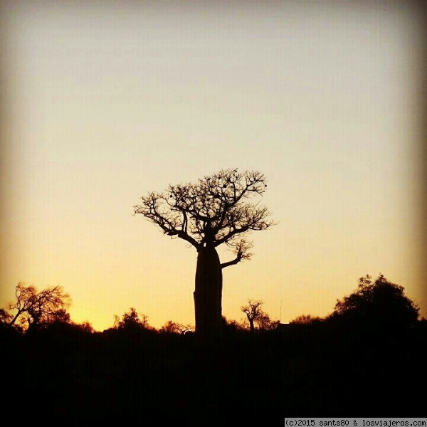 Baobab en el sur de Madagascar.
Cuenta la leyenda que los dioses tiraron los primeros baobabs desde el cielo, quedando la copa del arbol clavada en tierra y las raices donde debería estar la copa, de ahí ese aspecto.
