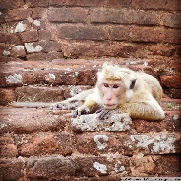 Macaco de Sri Lanka
Y esa mirada es tan de humano...
