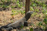 Dragón de Komodo
Dragón, Komodo, Rinca, Tenía, isla, muchas, ganas, poder, encontrarme, ellos, cara, guardando, distancias