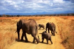 Elefantes en Mikumi
Elefantes, Mikumi, Familia, Buena, elefantes, parque, nacional, opción, más, barata, parques, norte