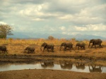 Parque nacional Mikumi, Tanzania