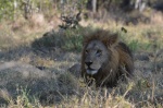 León en North Gate, Moremi N.P.
León, North, Gate, Moremi, Este, joven, ejemplar, más, bonito