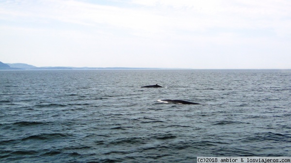 Tadoussac (Canadá)
Avistamiento de ballenas
