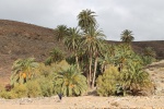 Palmeral de Ajuí, un oasis en el desierto de Fuerteventura