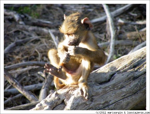 Comiéndose las uñas.
Cría de babuino matando el tiempo.
