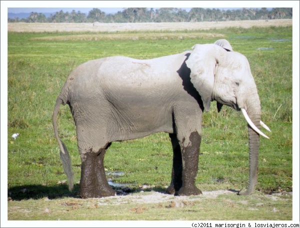 El elefante con botas.
Elefante tras salir de una charca de barro en Amboseli.
