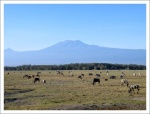 In the shadow of Kilimanjaro.