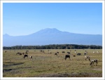A la sombra del Kilimanjaro.
Amboseli Kilimanjaro