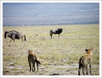 Alerta total.
ñus hienas Amboseli