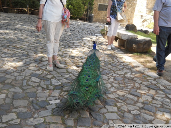 CASTLLO SAN JORGE DE LISBOA
PAVO REAL EN LOS JARDINES DEL CASTILLO DE SAN JORGE DE LISBOA
