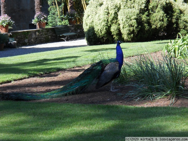 ISOLA MADRE EN LAGO MAGGIORE JARDINES
PAVO REAL DE COLORES EN LOS JARDINES DE LA ISOLA MADRE EN EL LAGO MAGGIORE
