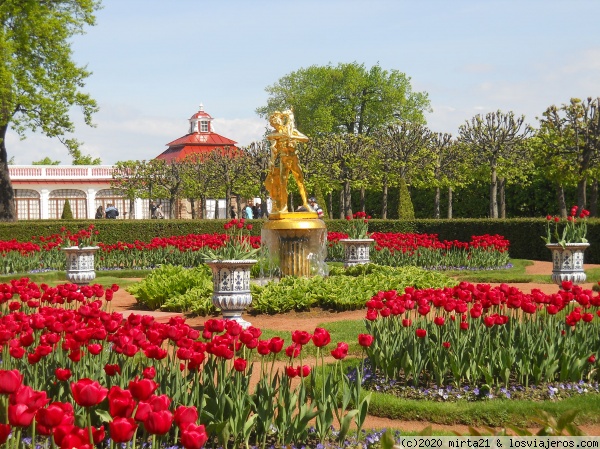Jardines de Peterhoff
Ejemplo de los hermosos jardines del palacio de Peterhoff con fuentes y esculturas doradas
