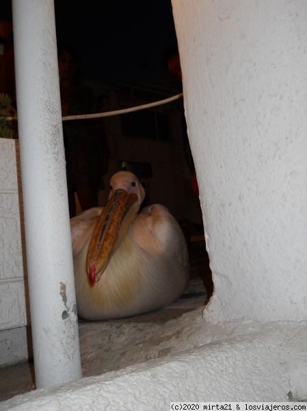 Pelicano de Mykonos
Pelicano de Mykonos en su fase timida
