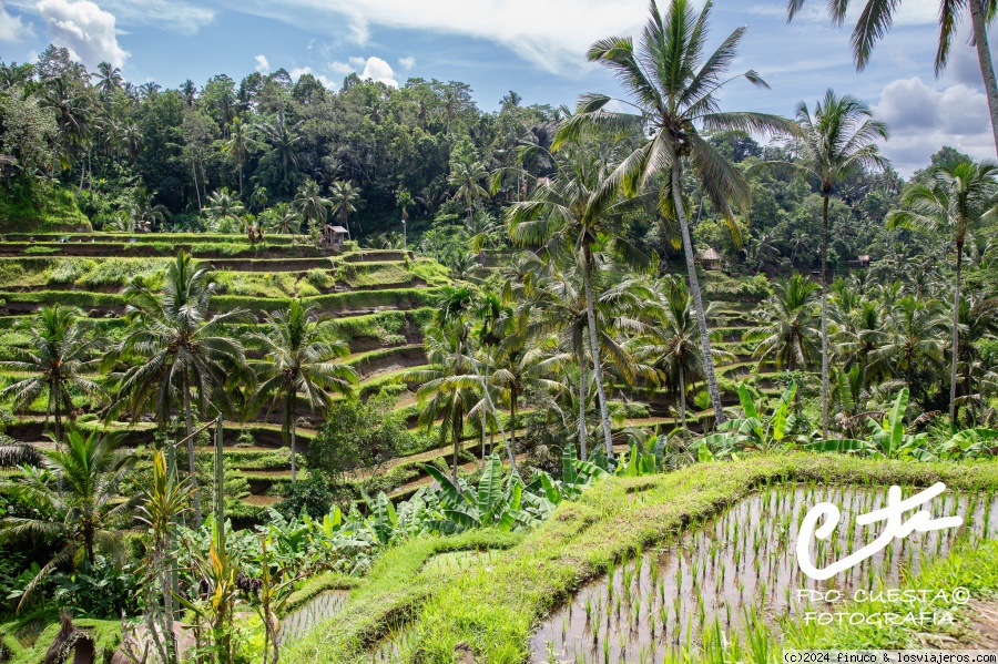 Alrededores de Ubud (2) - Por fin Dubái, Bali y Camboya (Angkor), en construcción (1)