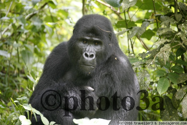 Gorilla
Gorila en Uganda
