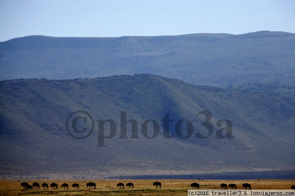 Ñus en Ngorongoro
Fila de Ñus en el Crater del Ngorongoro
