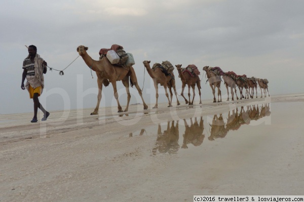 Caravana de camellos en el Lago Assal ( Danakil Etiopia)
Caravana de camellos que transportan bloques de sal extraidos en el lago Assal por los Afar
