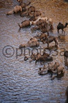 Camellos en el Guelta de ARchei