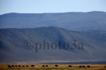 Ñus en Ngorongoro