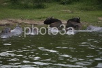 hipos and buffalos