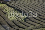 plantas de te
plantas, punta, delgada