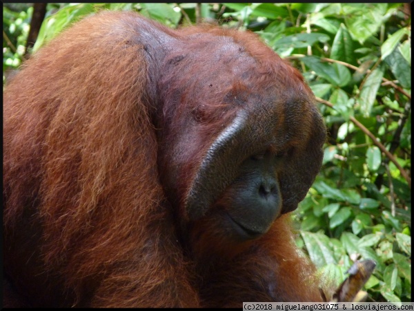 Orangután en Pondok Tanguy
Orangután en Pondok Tanguy
